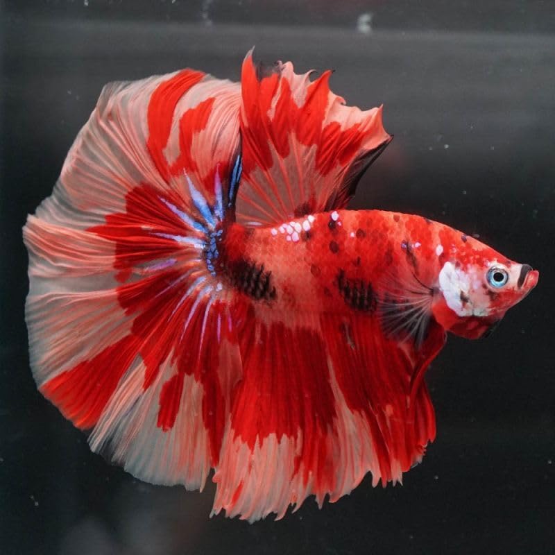 Amazon | [熱帯魚]ベタ・キャンディ ハーフムーン(オス)×1匹