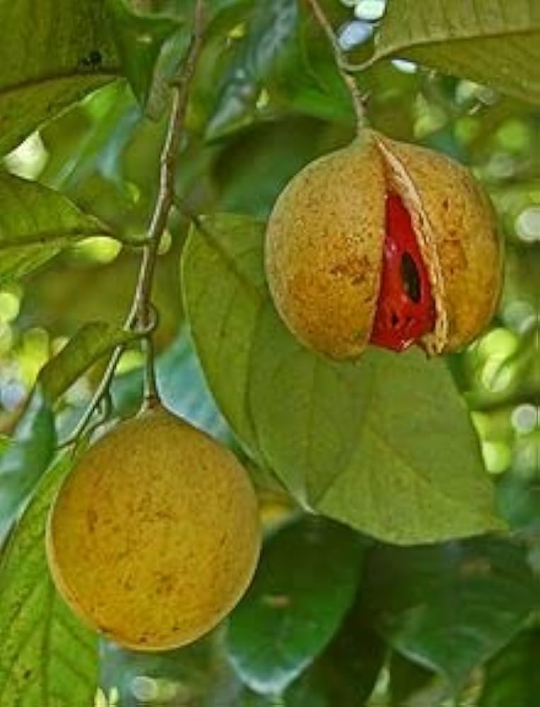 Kerala Variety Nutmeg Spice Plant,Jaifal Myristica,Javitri,Jaiphal Spice Plant (B0CNYPSFM5) Amazon Price History, Amazon Price Tracker