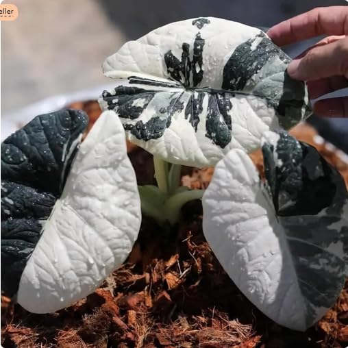 Alocasia Maharani ALBO Variegated seeds : Amazon.in: Garden