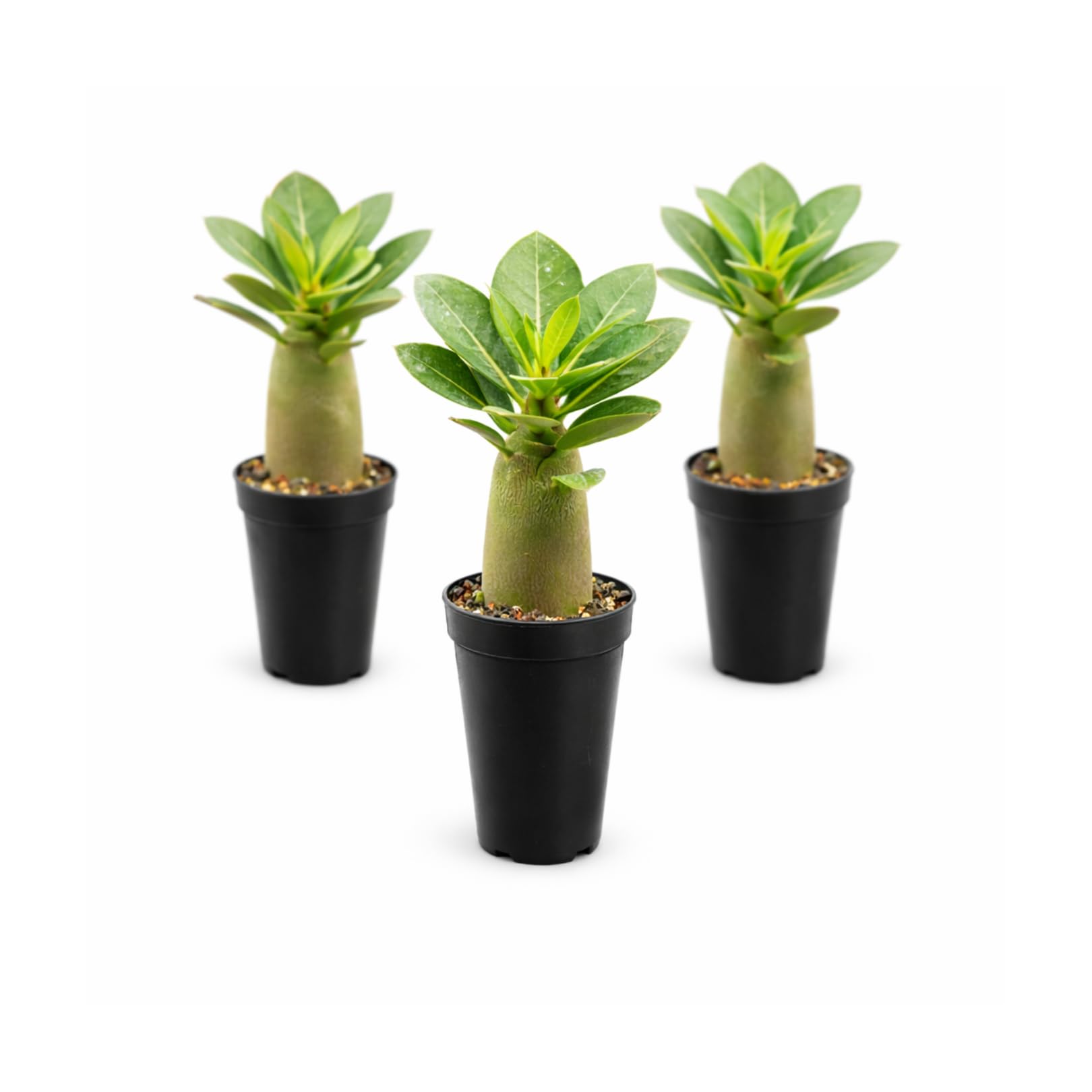 Adenium Obesum Desert Rose Live Plant – Flowering Caudex Succulent – Pink White Blooms – Indoor Outdoor Bonsai-Style Plant (Pack of 3)