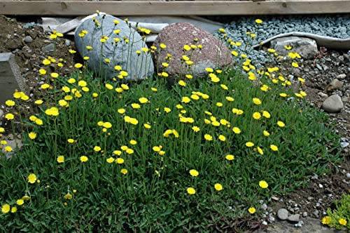 Hieracium pilosella 9x9 cm Topf – Winterhart, Mehrjährig, Pflegeleicht – Habichtskraut – Bodendecker für Garten & Steingarten