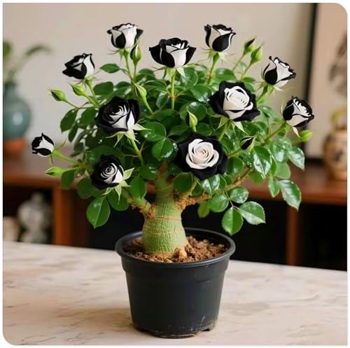 Kvhsvb Wüstenrose Schwarz-Weiß 2 Knollen