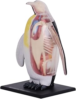 人体模型 解剖モデル 動物解剖モデル ペンギン解剖モデル シミュレーションモデル 取り外し可能 34パーツ オルガン解剖モデル 装飾用 教育ツール