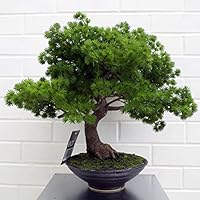 Premium Bonsai Baum