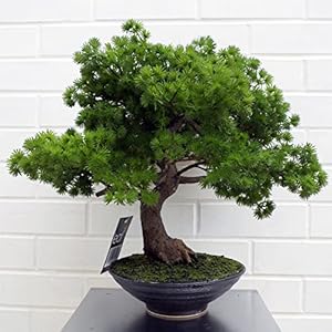Leaf LEAF-7518 50cm Kunstmatige Grenen Bonsai Boom