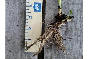 1 Russian Comfrey Bocking #14 Mature Root Crown Cold Hardy