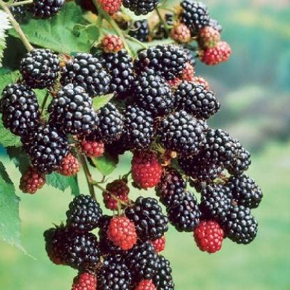 Generic Shahtoot/Mulberry Plant - (Hybrid, Pack of 1) (B09NPX75GW) Amazon Price History, Amazon Price Tracker