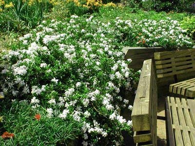 Radicans Dwarf Creeping Gardenia