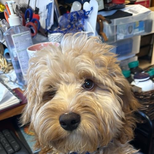 A lovely springlike day with the puppy.