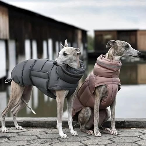 Vêtements pour animaux de compagnie lors des balades sous la neige