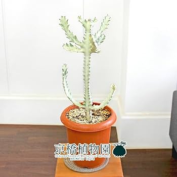 Amazon.co.jp: 【現品】ユーフォルビア・ホワイトゴースト 7号