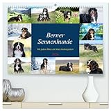 Berner Sennenhunde - Mit jedem Blick ein Stück Geborgenheit (hochwertiger Premium Wandkalender 2026 DIN A2 quer), Kunstdruck in Hochglanz: Bilder die Herz und Seele berühren (CALVENDO Tiere)