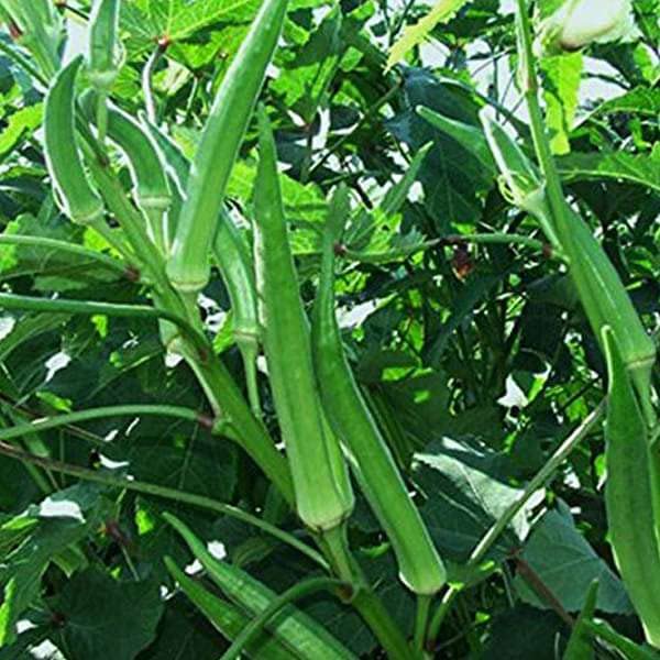MYLAWN Okra Pusa Sawni - Desi Vegetable Seeds-K211O-100Seeds (B0BQSB4P4X) Amazon Price History, Amazon Price Tracker
