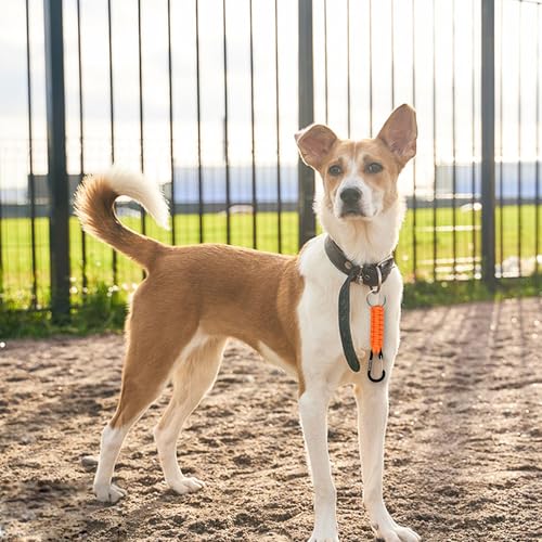 Image of BRAVESHINE Paracord Keychain Carabiner Clip, D Ring Lanyard Hanger Stroller Hook for Water Bottle, Key, Backpacks, Men, Women