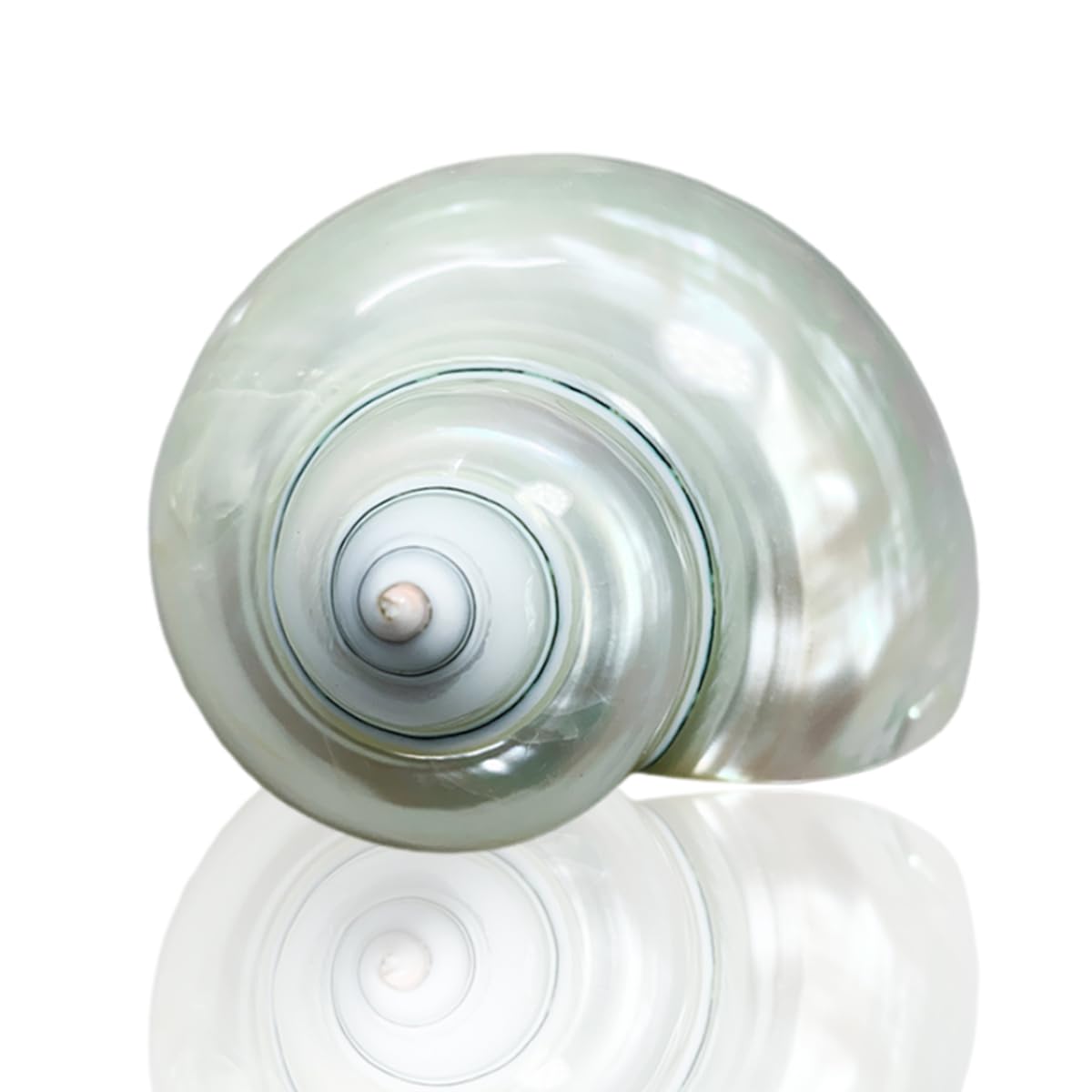 YKMYXZ shells， 8 to 9cm,Ocean Conch 7-9 Cm Seashells Perfect for Wedding Decor, Home Decorations,DIY Crafts(8 to 9cm)