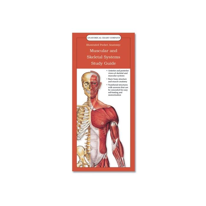 Anatomia Del Cervello: Guida Allo Studio Pieghevole E Autoverifica, 22,9 X 61 Cm (aperto)