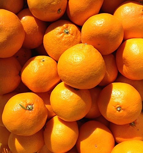 Ƃ a̎RY ݂ POL Gi  2LTCYȏ Ε ̂Ή\