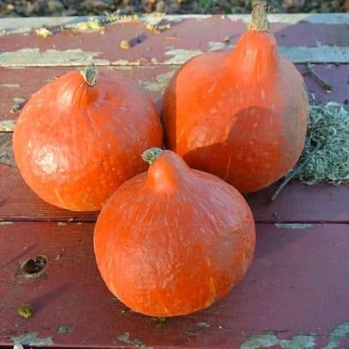 24 Organic Little Gem Red Kuri Seeds; Kabocha Winter Squash
