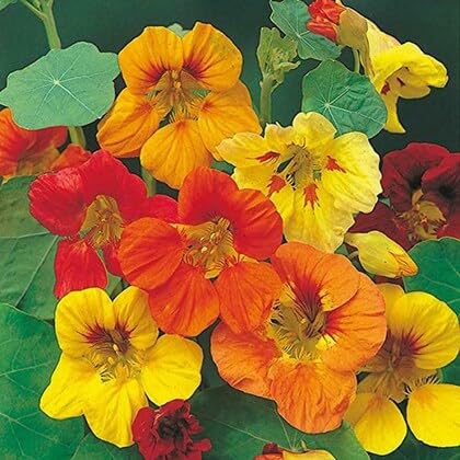 100 semillas de flores de capuchina mezcladas.