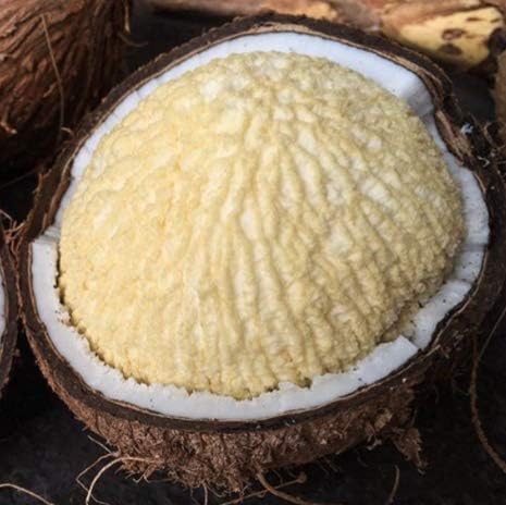 Sprouted Coconut
