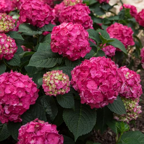 Hydrangea macrophylla 'Endless Summer Summer Love' – Compact Raspberry to Purple Blooms, Long-Lasting Flowering, Ideal for Containers & Shady Corners - 1x 3 Litre Potted Plant by Thompson & Morgan