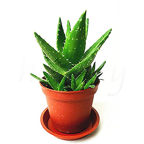 quanjucheer 20 Pcs Aloe Vera Seeds Excellent Houseplants Herbal Succulent Garden Bonsai Decor (Green)