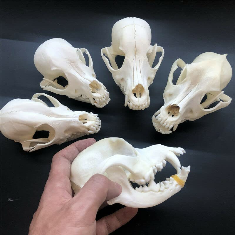 CLLOEAT Taxidermy Real Dog Skull Animals Skulls, Real Bones Specimen, Taxidermy Supplies for Science Education, Special Gift, DIY Home&Office Decor (3)