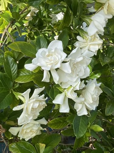 Image of Gandharaj Flower Plant Live with Pot | Grafted Hybrid Gardenia Plant | Fragrant Sugandharaj Flowering Plant for Home Garden Balcony Terrace Outdoor Decor | All Season Blooming Plant | Pack of 1