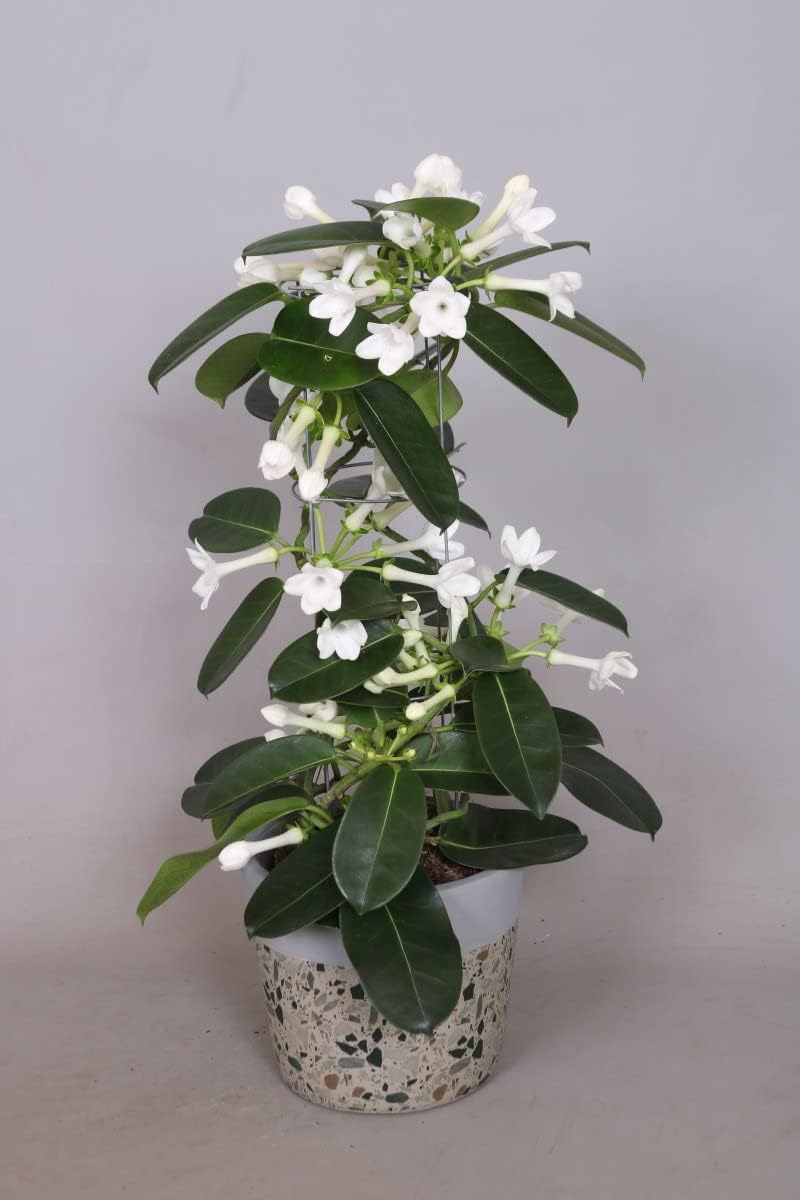 Evergreen Jasmine plant Stephanotis Floribunda Fragrant Wedding