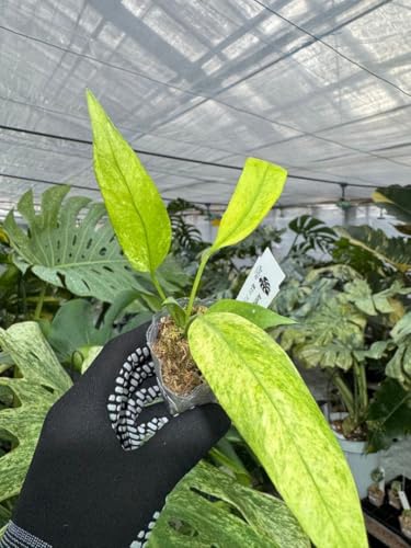 アンスリウム カラフル鉢植え