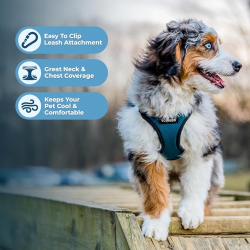 Image of Best Pet Supplies Voyager Step-in Lock Pet Harness w Reflective Pet Leash Combo Set with Neoprene Handle 5ft - Supports Small, Medium and Large Breed Puppies /Cats - Turquoise /Black Trim Set, L