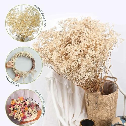 Image of Xtore Dried Warm Gold Grass Bunch for Home Decor (Pack of 1, Warm Gold)