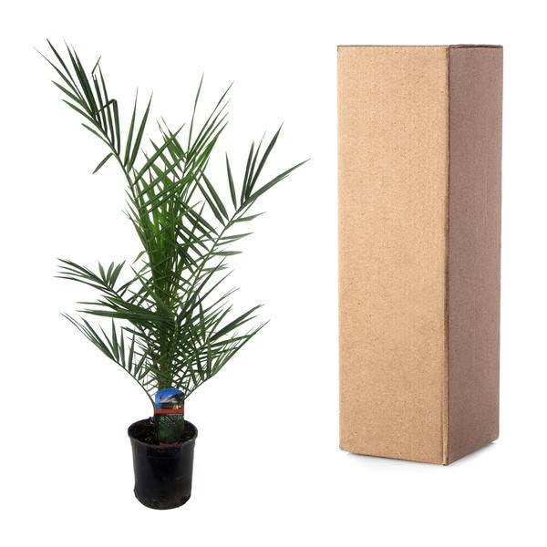 Phoenix Canariensis – kanaryjska palma daktylowa – egzotyczna roślina pokojowa i doniczkowa – palma do ogrodu, na taras i do mieszkania – Ø 15 cm – 80 cm