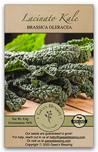 Gaea's Blessing Seeds - Lacinato Kale (1000 Seeds) Non-GMO Seeds with Easy to Follow Planting Instructions - Open Pollinated, 94% Germination Rate Net Wt. 6.0g