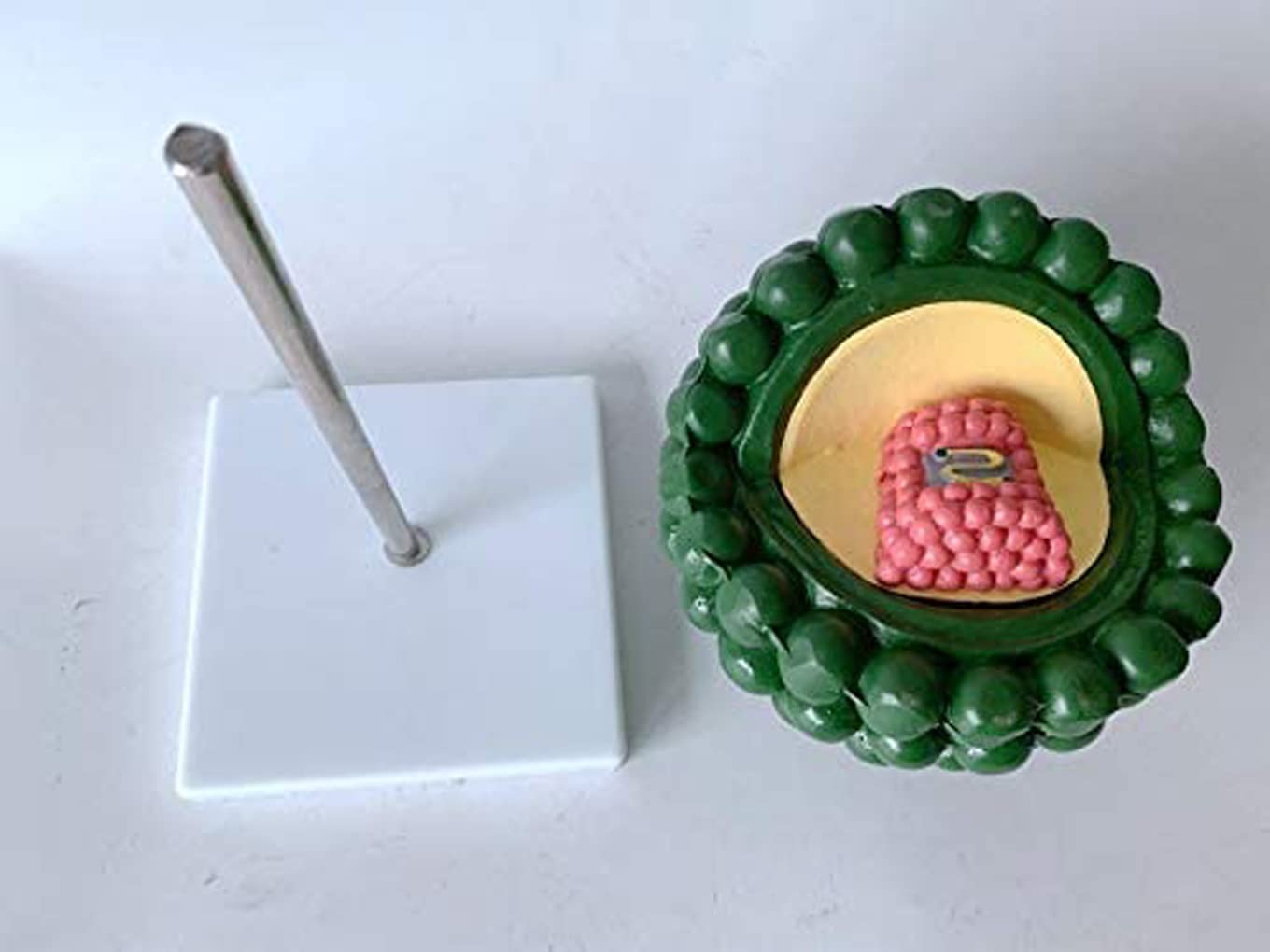 Modello Anatomico Modello Virus Bacteriofago Modello Fago Modello Virus Umano Modello Dimostrazione Citopatica Struttura del Virus HIV Anatomia Materiale Didattico Microbiologia