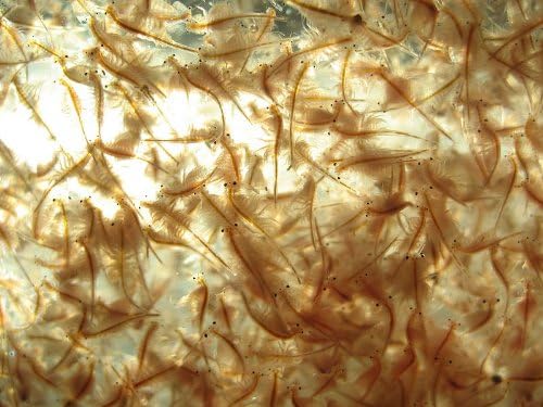 60 Grams Brine Shrimp Eggs (Premium Artemia Cysts) 90% Hatch Rate