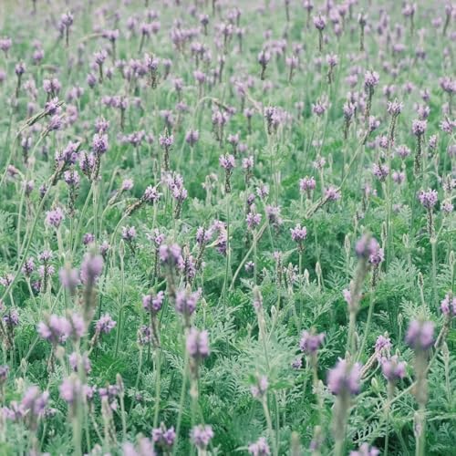 semi resistenti alla lavanda - letto rialzato per da giardino interno di all'esterno perenni 50pcs