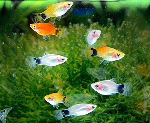 Amazon ミッキーマウスプラティ Mix 3匹 生体 オリジナル 観賞魚 水中生物 通販