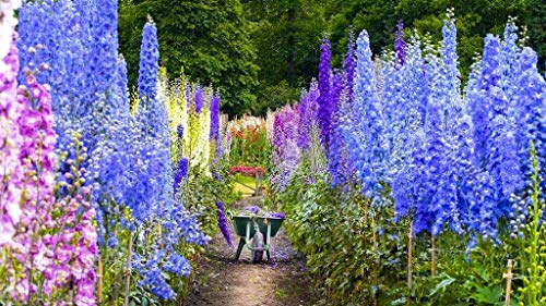 Delphinium Annual Tall Seed Mix 100+ Seeds Multicolor Larkspur Mixed Colors #TOP4