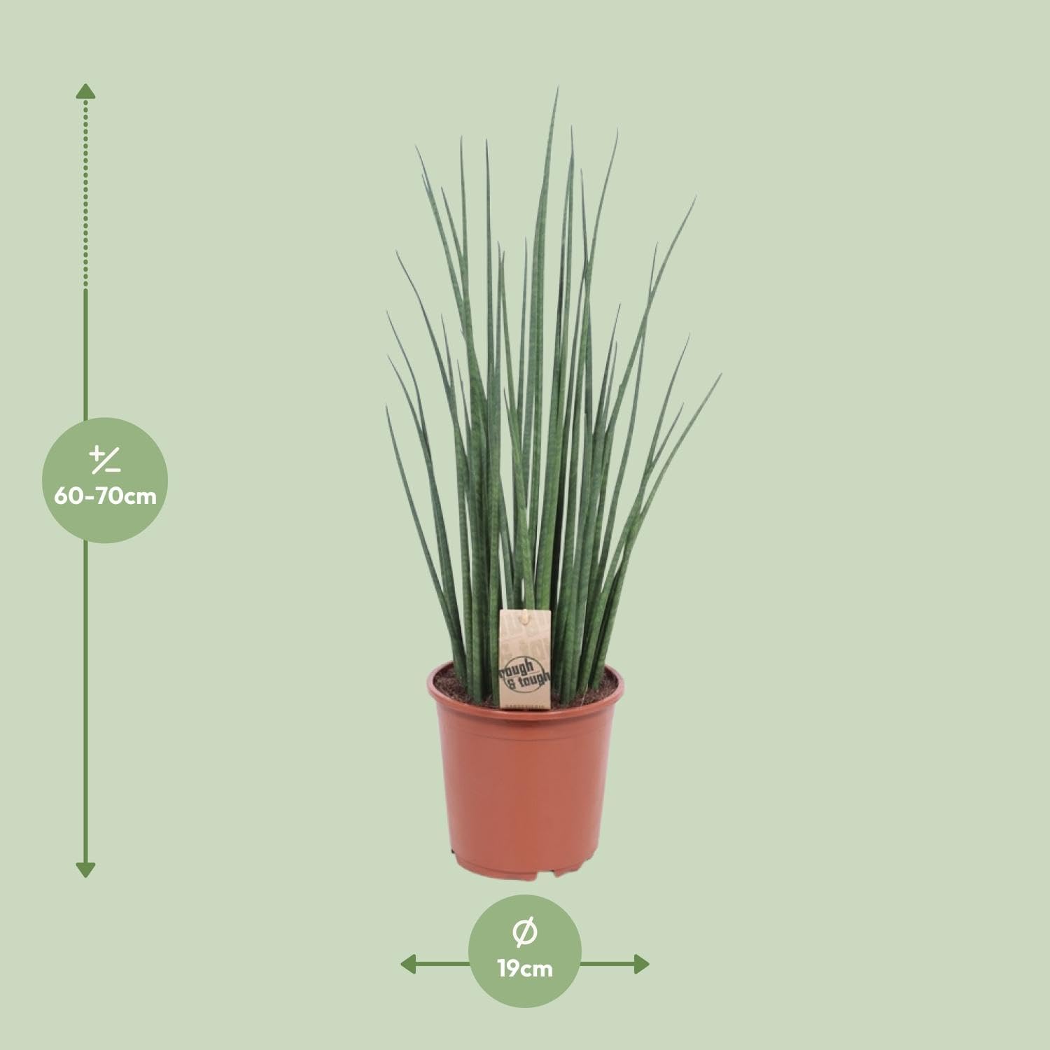 Sansevieria Mikado - 60-70cm - Ø19cm - Pianta d'appartamento - Sempreverde - Cactus e piante grasse