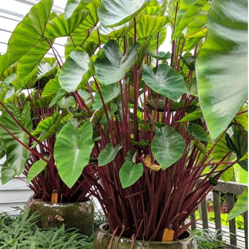 Raíz de oreja de elefante - hojas grandes ornamentales - crecimiento durante todo el año - cultivo en jardín e interior.-8 bulbos-E