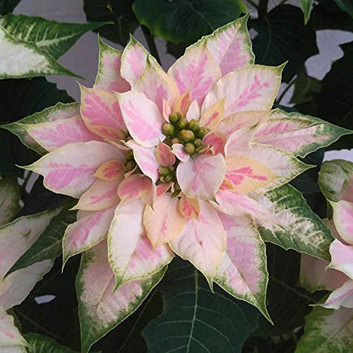 プリンセチア：ロゼマーブル4号鉢植え[ピンクのマーブル模様に緑の縁取りのポインセチア]のサムネイル