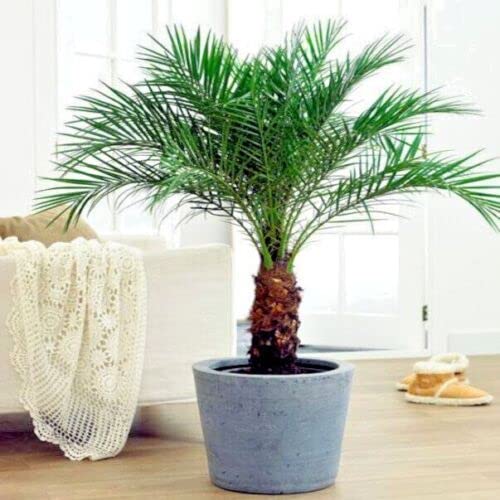 Dwarf Pygmy Date Palm Tree Seeds (Phoenix Roebelinii) Great Indoor Houseplant 10 Seed #TOP17