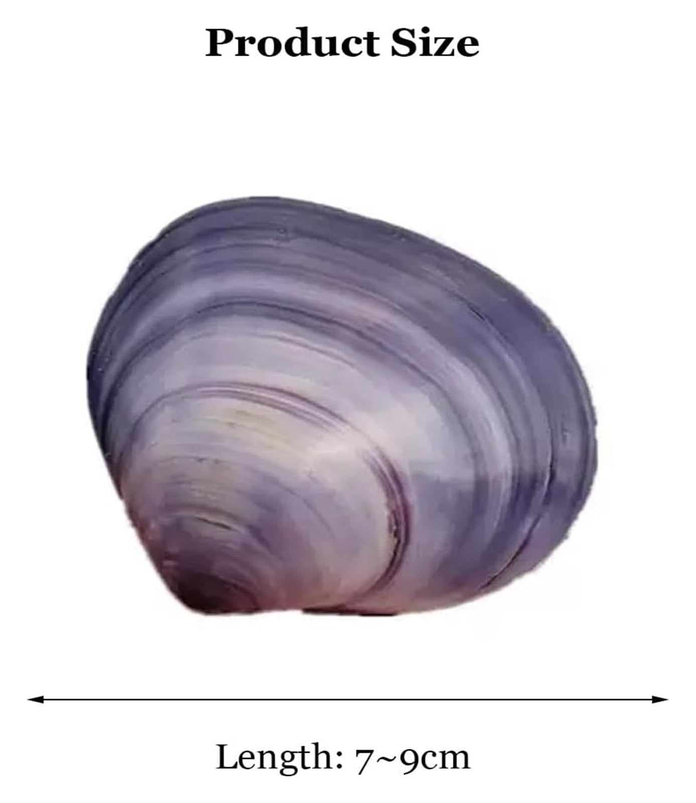 Grandi Conchiglie Marine, Conchiglia Naturale, 7-9 cm for Decorazioni for Matrimoni, Feste a Tema Spiaggia, Decorazioni for la casa, Artigianato Fai da Te, acquari e Collezionisti di Conchiglie