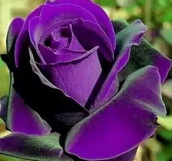 Rose Flower Tree Purple Rose Golap Flower Tree Hybrid Plant Gullab Tree (B0CLKBHFLB) Amazon Price History, Amazon Price Tracker