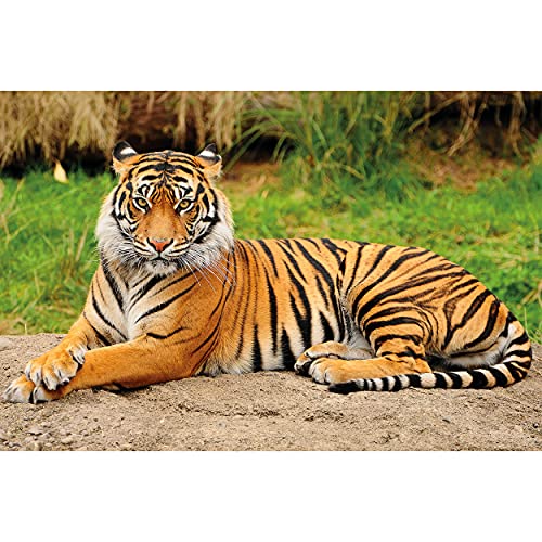 GREAT ART® XXL Affiche – Tigre Majestueux – Décoration murale chat chat tigre chat sauvage animaux sauvages gros chat peintures murales affiche murale (140 x 100 cm)