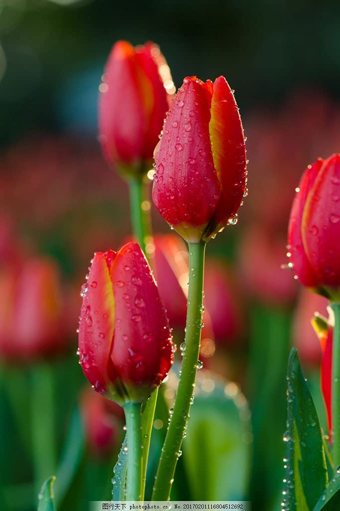 Tulipani bulbi olandesi/Nobile/Molto delicato/Lampadine importate/Migrated Template-2,10Bulbis :Seeds only