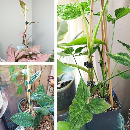 Image of 30 PCS Plant Support Clips for Climbers, Orchids, Vines and Stems | 30 reusable plant clips gently support orchid stems, climbing vines and flower stalks to help plants grow upright