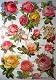 Glanzbilder Blume Rose Blumenstrauß EF 7448 Oblate für Scrapbooking