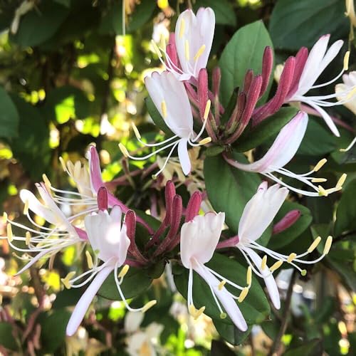 ycharmziR쑐jgԃXCJYigԋz nj[TbNj RiP|bgj